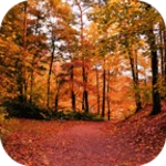 forest android application logo